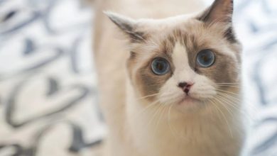 Photo of “我的猫因烟霾而死” 兽医提醒: 宠物也会受害
